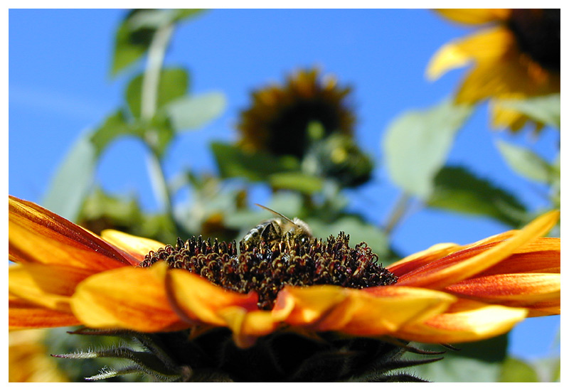 so bunt ist der Herbst