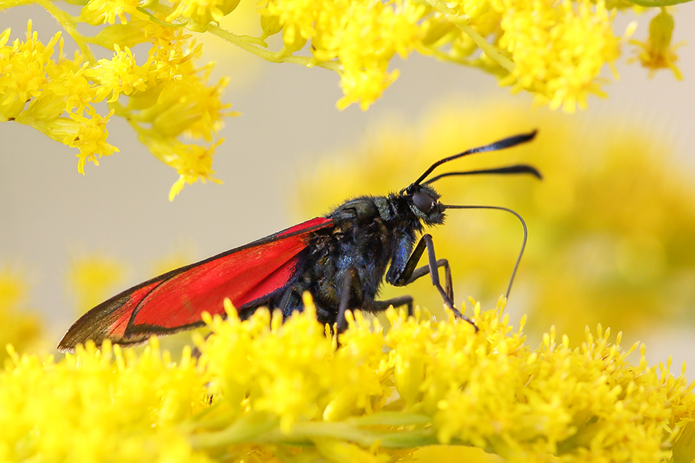 So bunt ist die Natur!