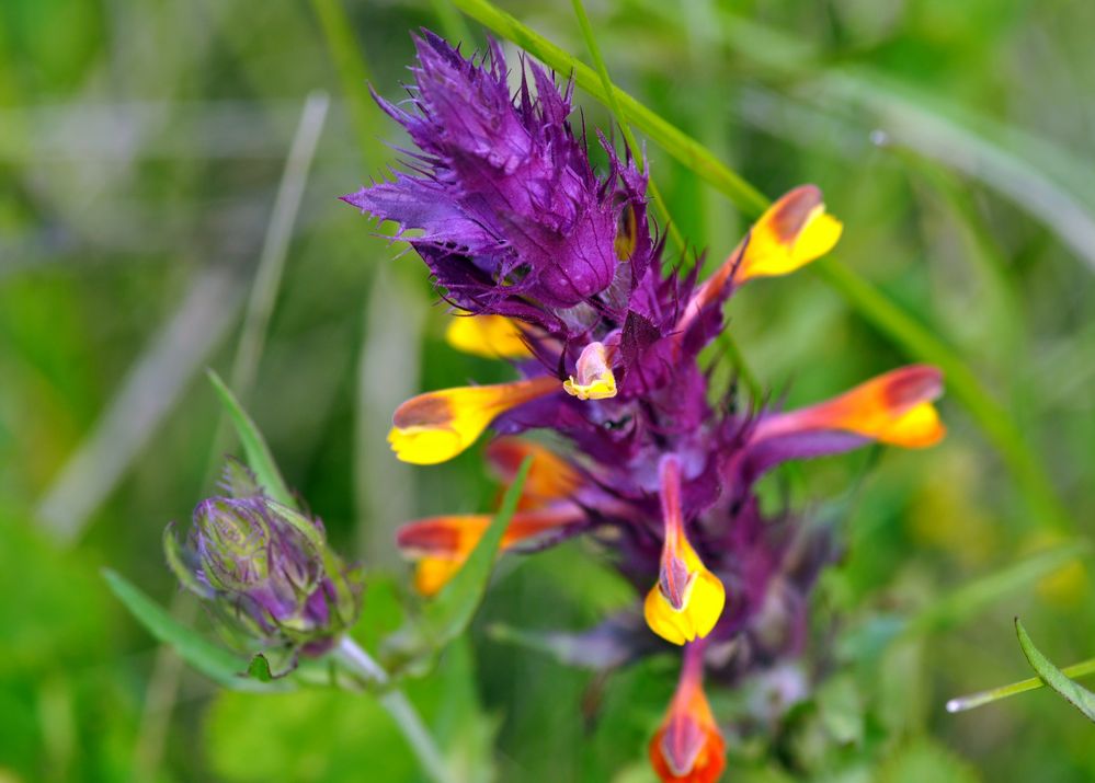 So bunt ist's in der Wiese von GUGIGEI 