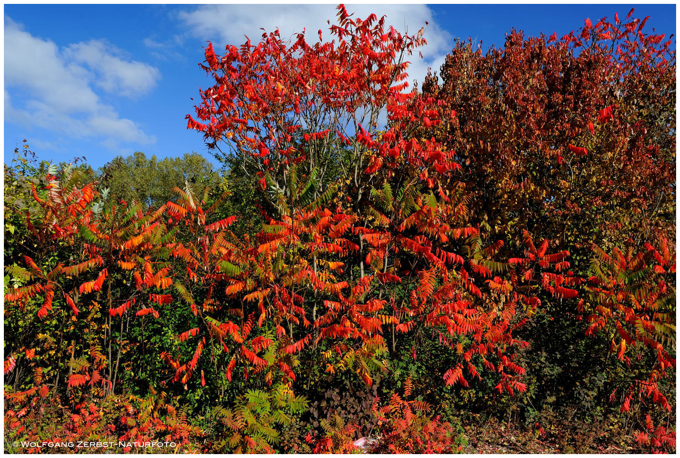 --- So bunt kann der Herbst sein ----