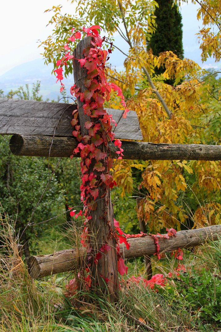 So bunt machts nur der Herbst