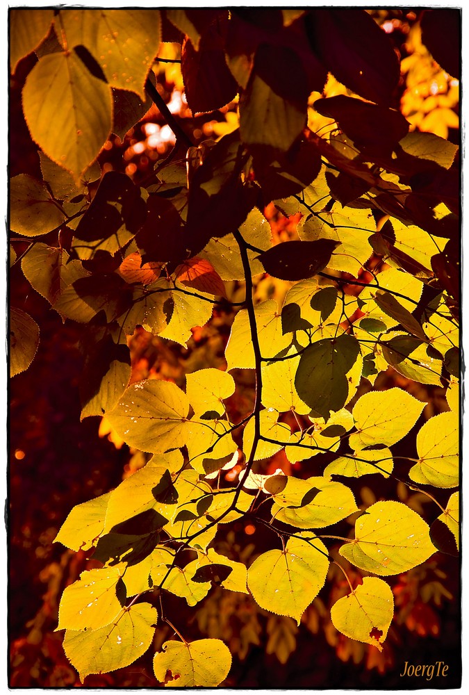 So bunt sind die Bäume im Herbst, Laura, bunt! ...