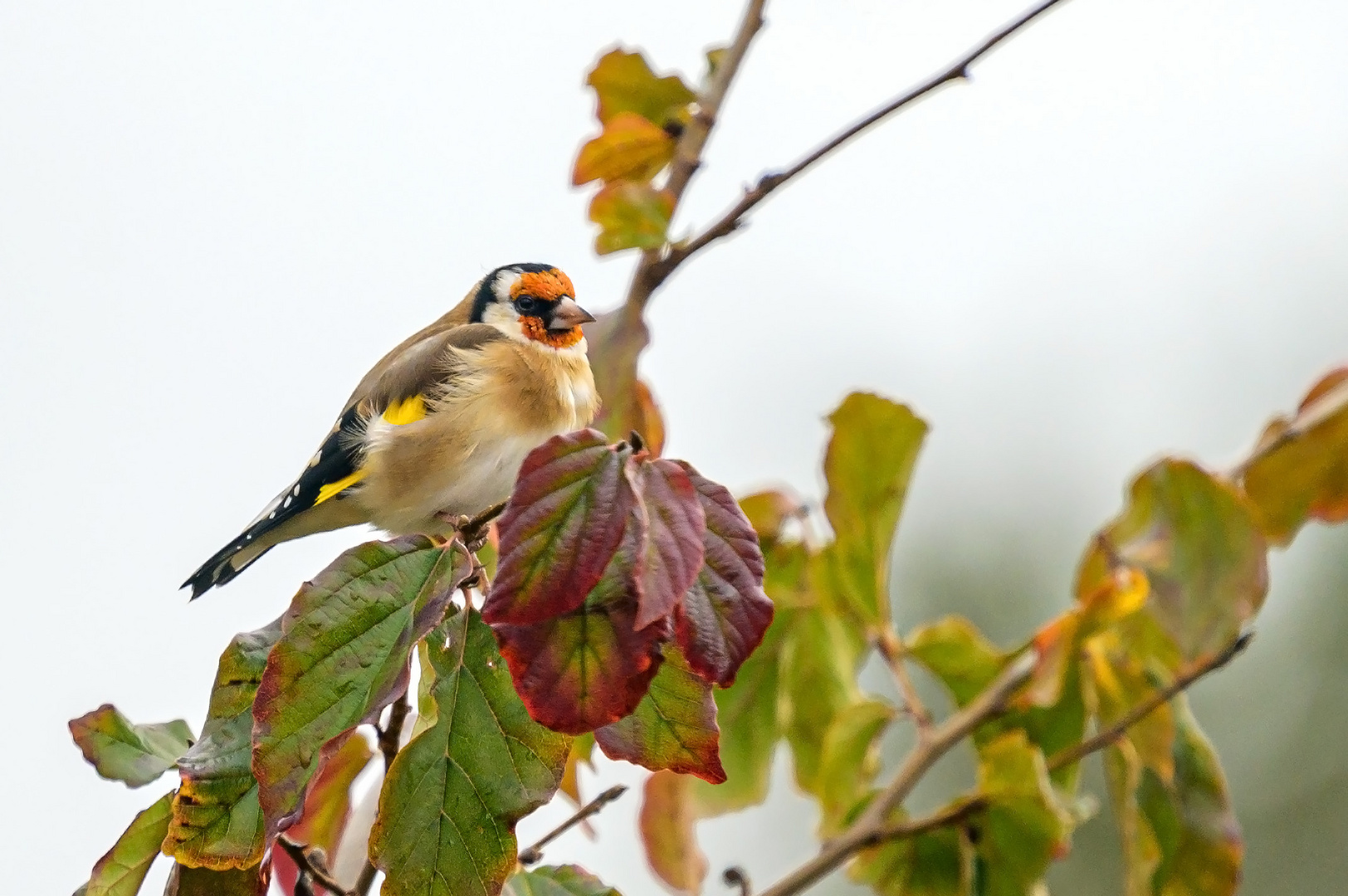 so bunt wie der Herbst