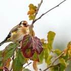 so bunt wie der Herbst