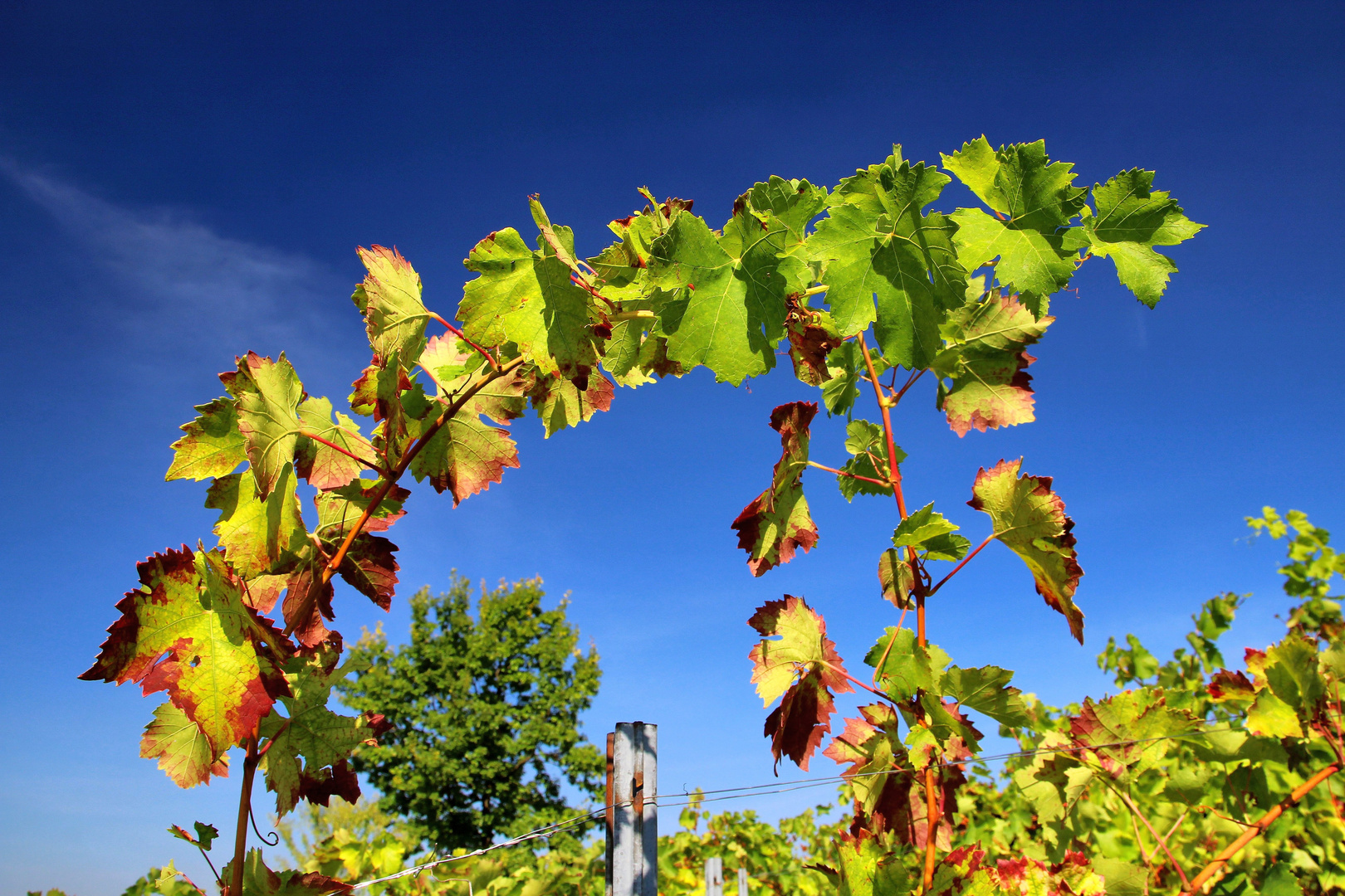 So bunt wird der Herbst