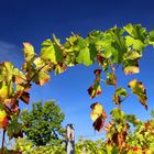 So bunt wird der Herbst