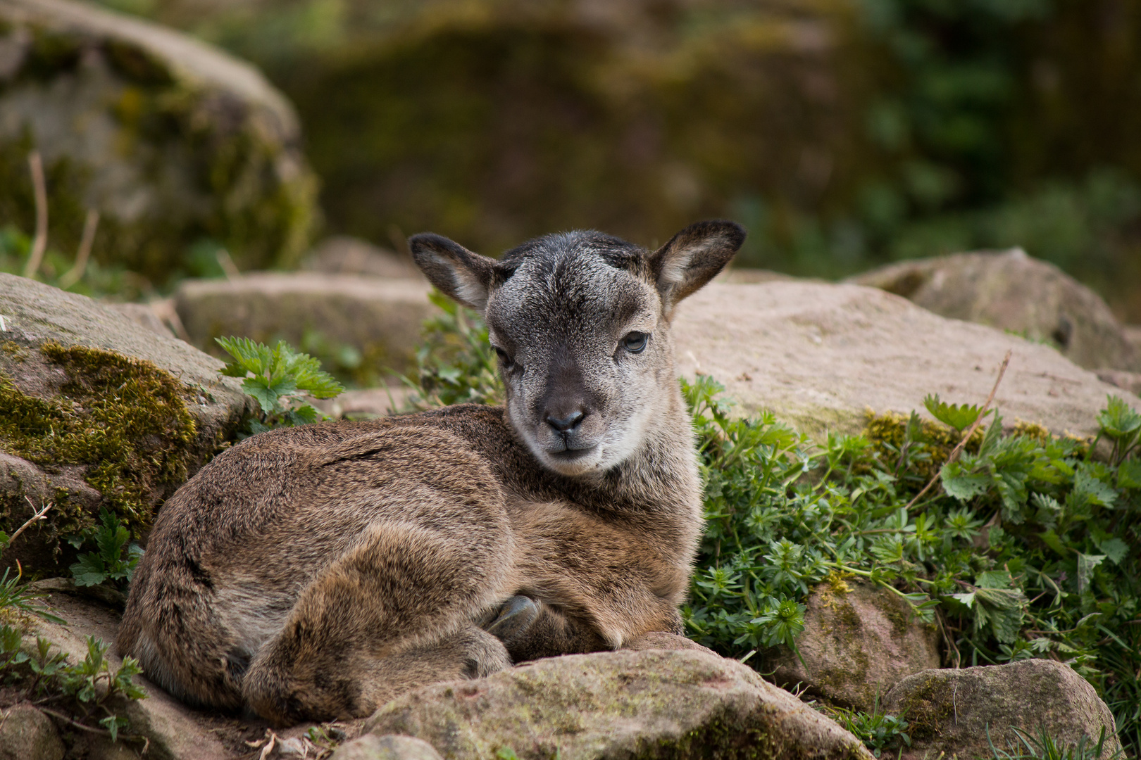 ...so cute and fluffy