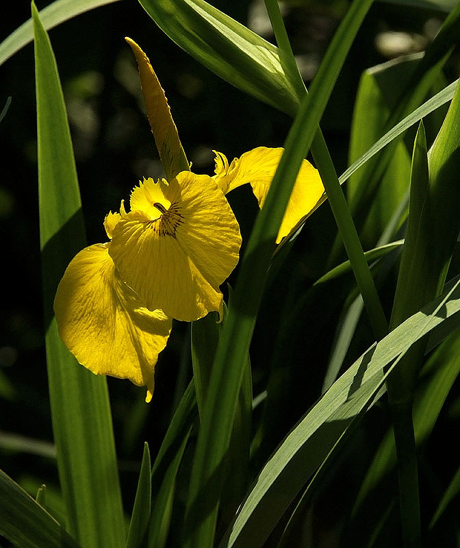 So - die ersten Iris sind auch da ....