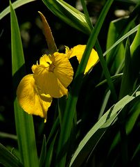 So - die ersten Iris sind auch da ....