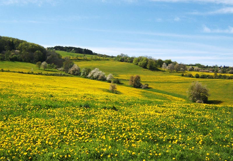 So dürfte es bald wieder aussehen in der Rhön