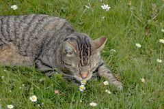 So duftet also Gänseblümchen!