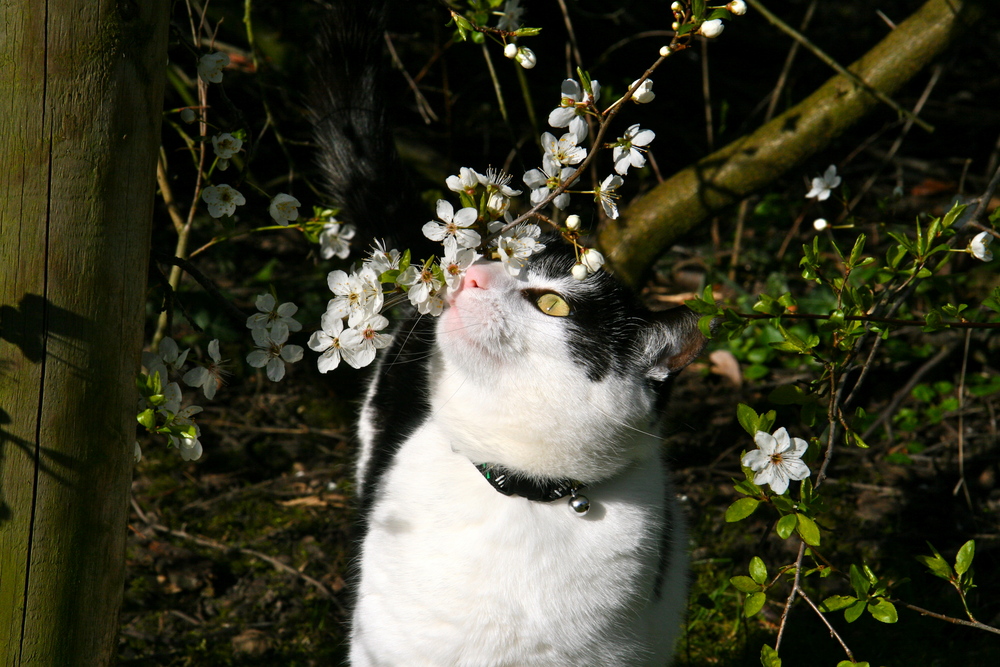 ...so duftet der Frühling