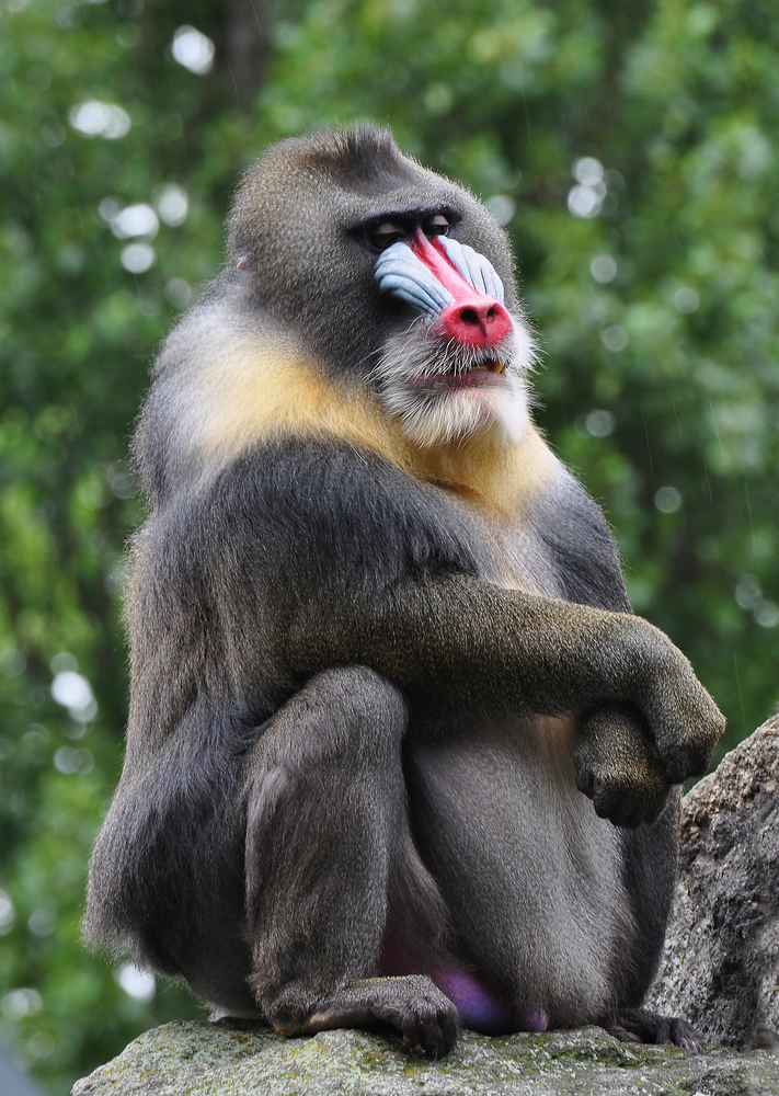 So ein Angeber......Chef beim Posing.......