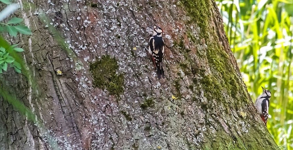 "So ein Baum reicht für zwei Bunte - Spechterl"