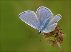  So ein Blau...