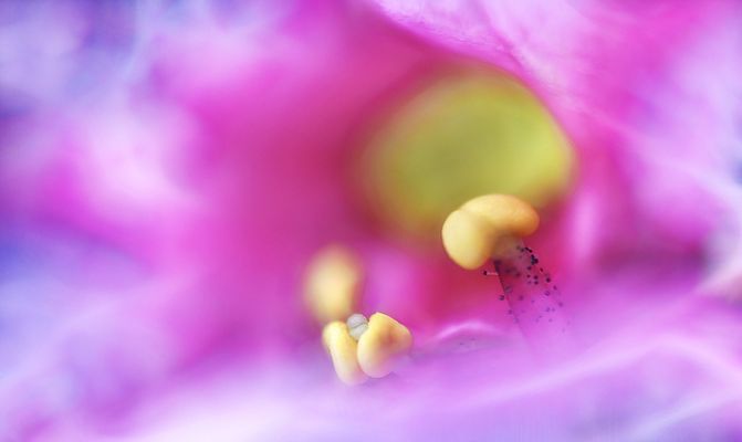 so ein blumen stempel niemals vergleichen mit einem krempel ...