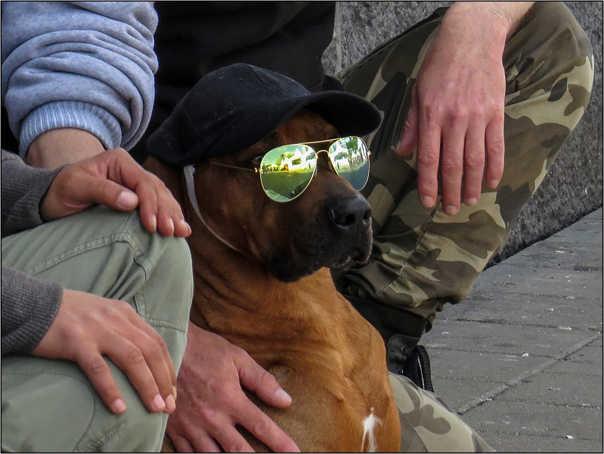 cooler hund