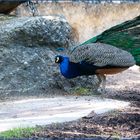 So ein eitler Pfau