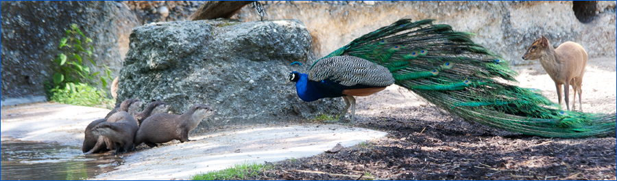 So ein eitler Pfau