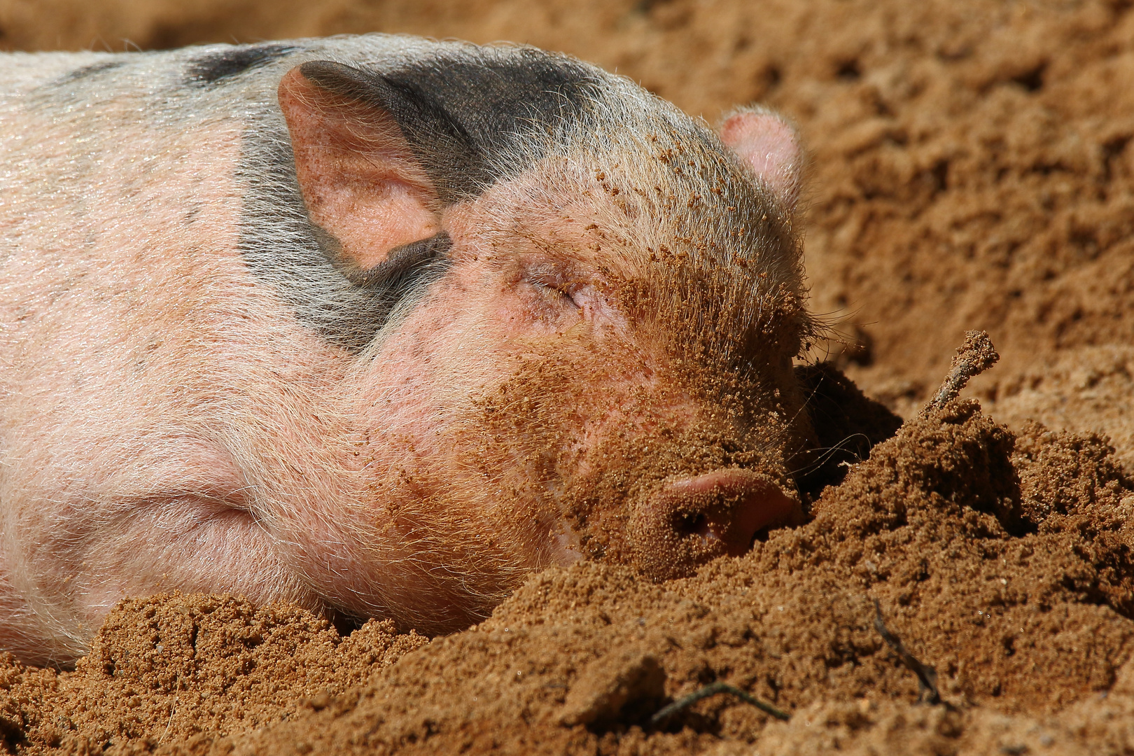 "So ein Ferkel"