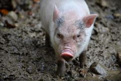 So ein Ferkel dieses Ferkel!