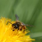 So ein fleißiges Bienchen