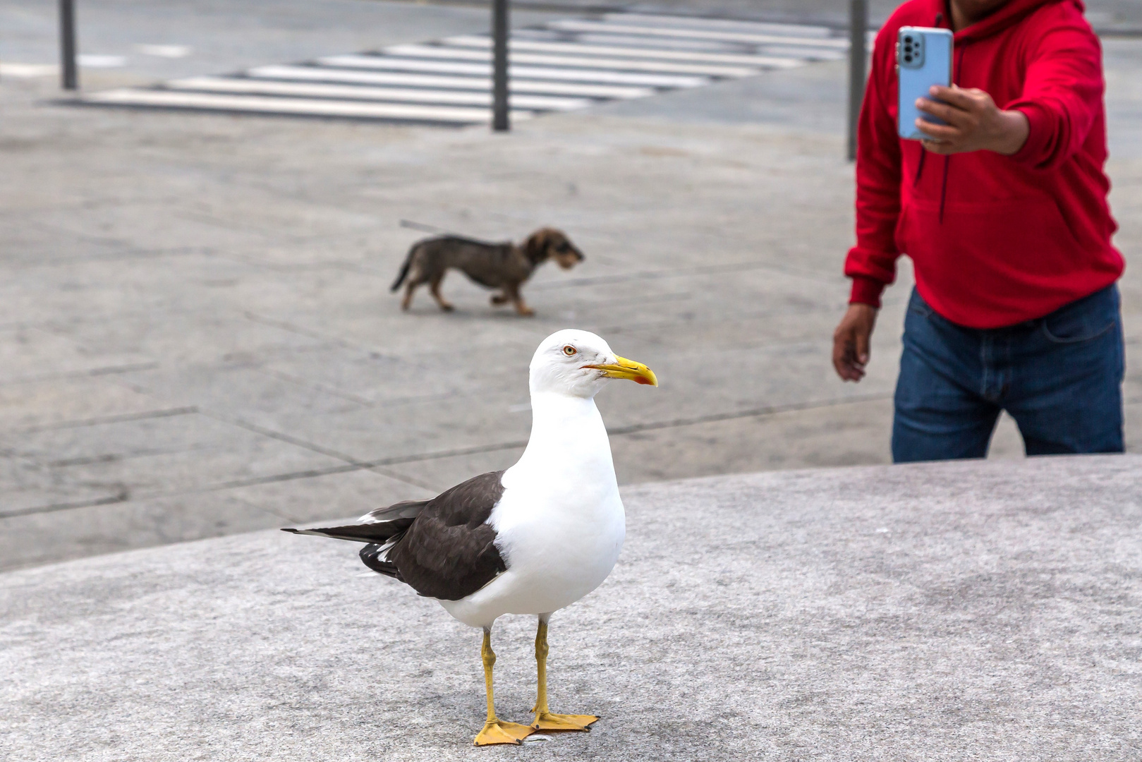 So ein Foto lockt doch nicht mal einen Hund hinterm Ofen vor.......