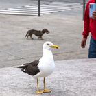 So ein Foto lockt doch nicht mal einen Hund hinterm Ofen vor.......