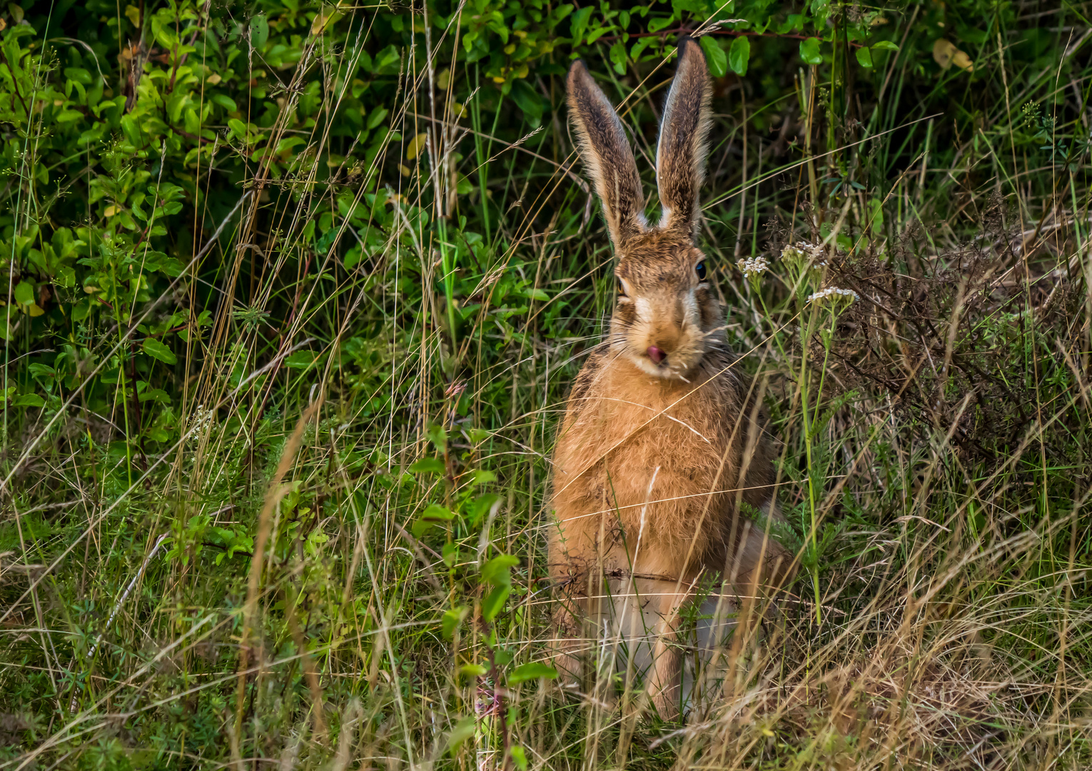 "SO EIN FRECH ......HASI"