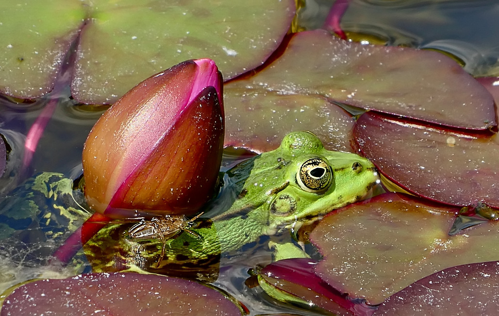 So ein Frosch hat es schwer