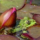 So ein Frosch hat es schwer