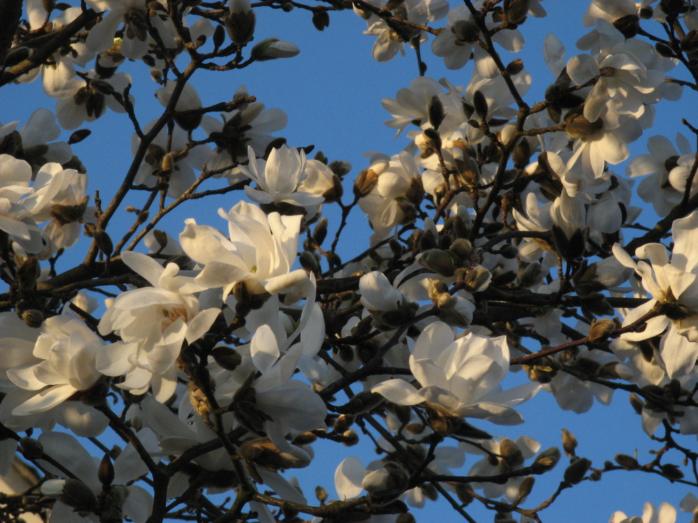 so ein Frühling