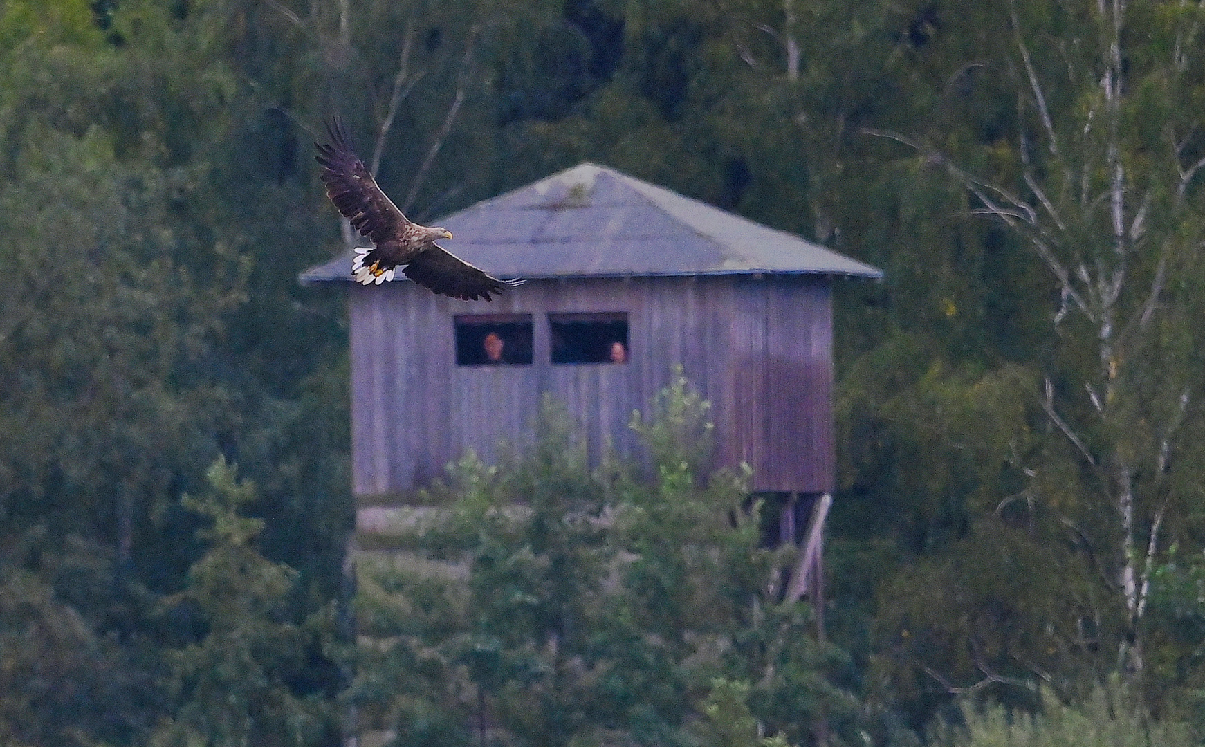 So ein Glück, der "König der Lüfte" fliegt vorbei!