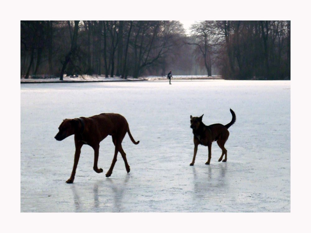 ... so ein HUNDEWETTER!