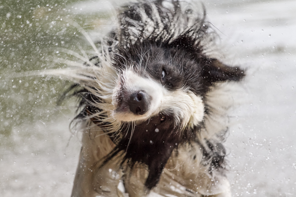 so ein Hundewetter