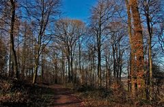 So ein Januar-Waldspaziergang ....