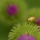 So ein knapper Schärfeverlauf kann ein Foto spannend gestalten, die Fliege ist ca. 10 mm groß.