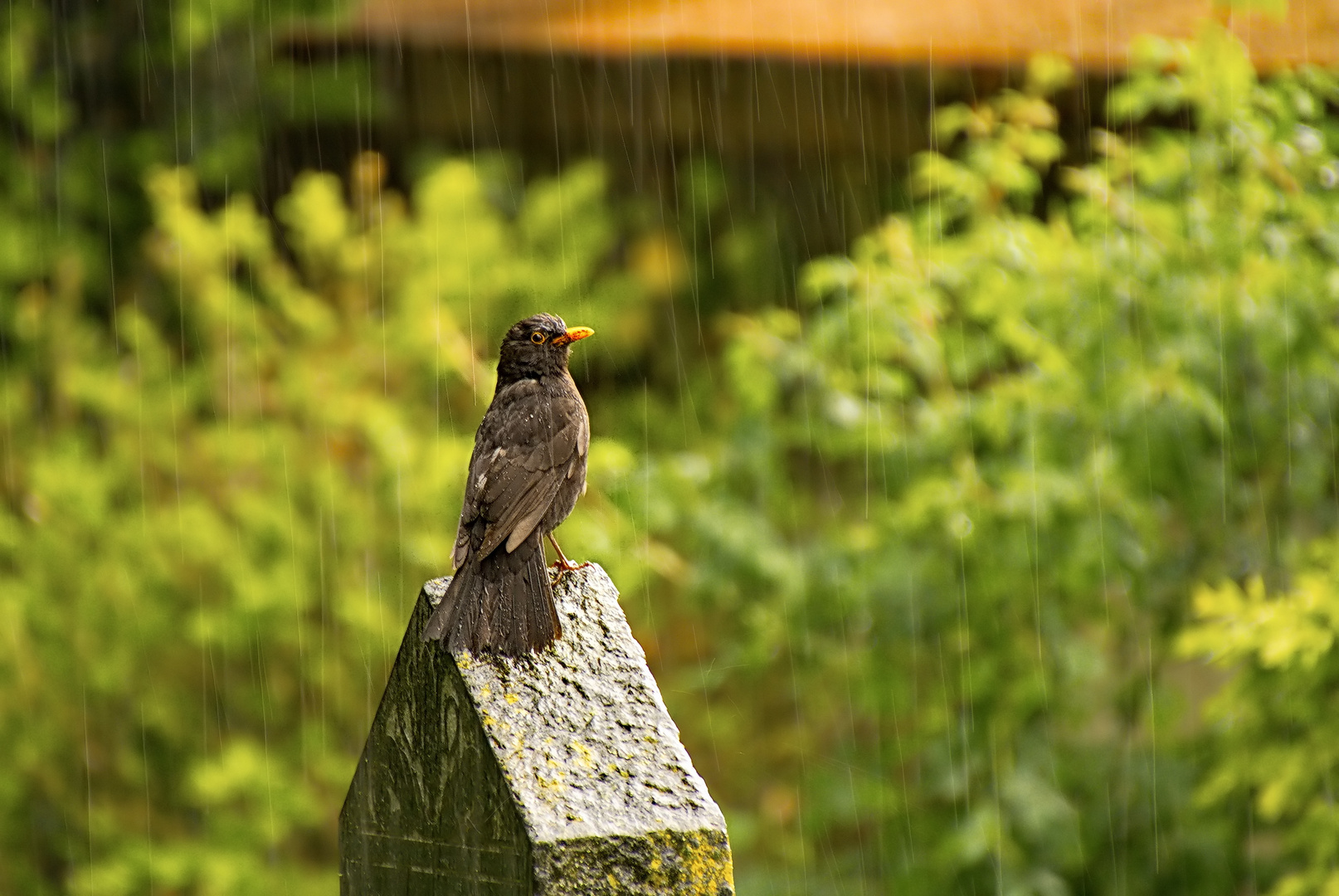 So ein Mistwetter...