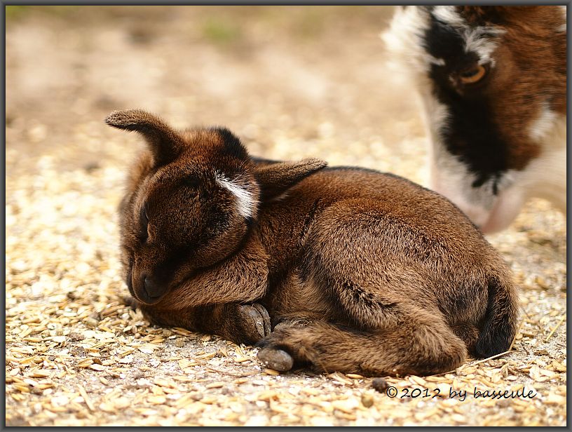 So Ein Mudes Zicklein Foto Bild Tiere Tierkinder Natur Bilder Auf Fotocommunity