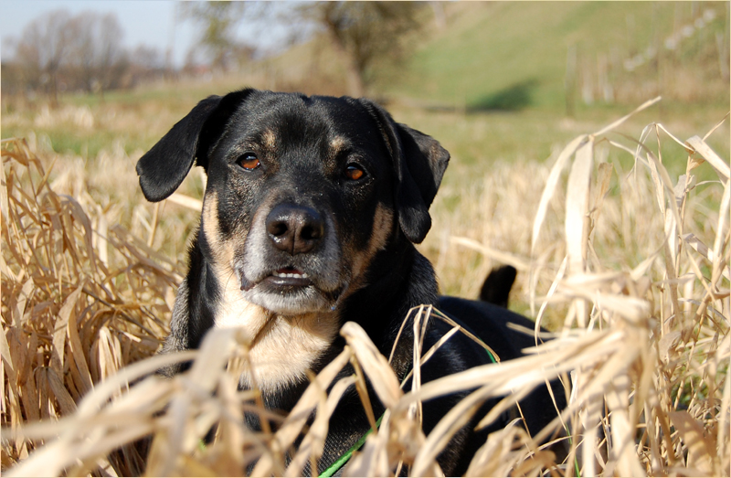 so ein netter Hund!