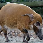 So ein Pinselohrschwein (Flussschwein) hat doch auch was