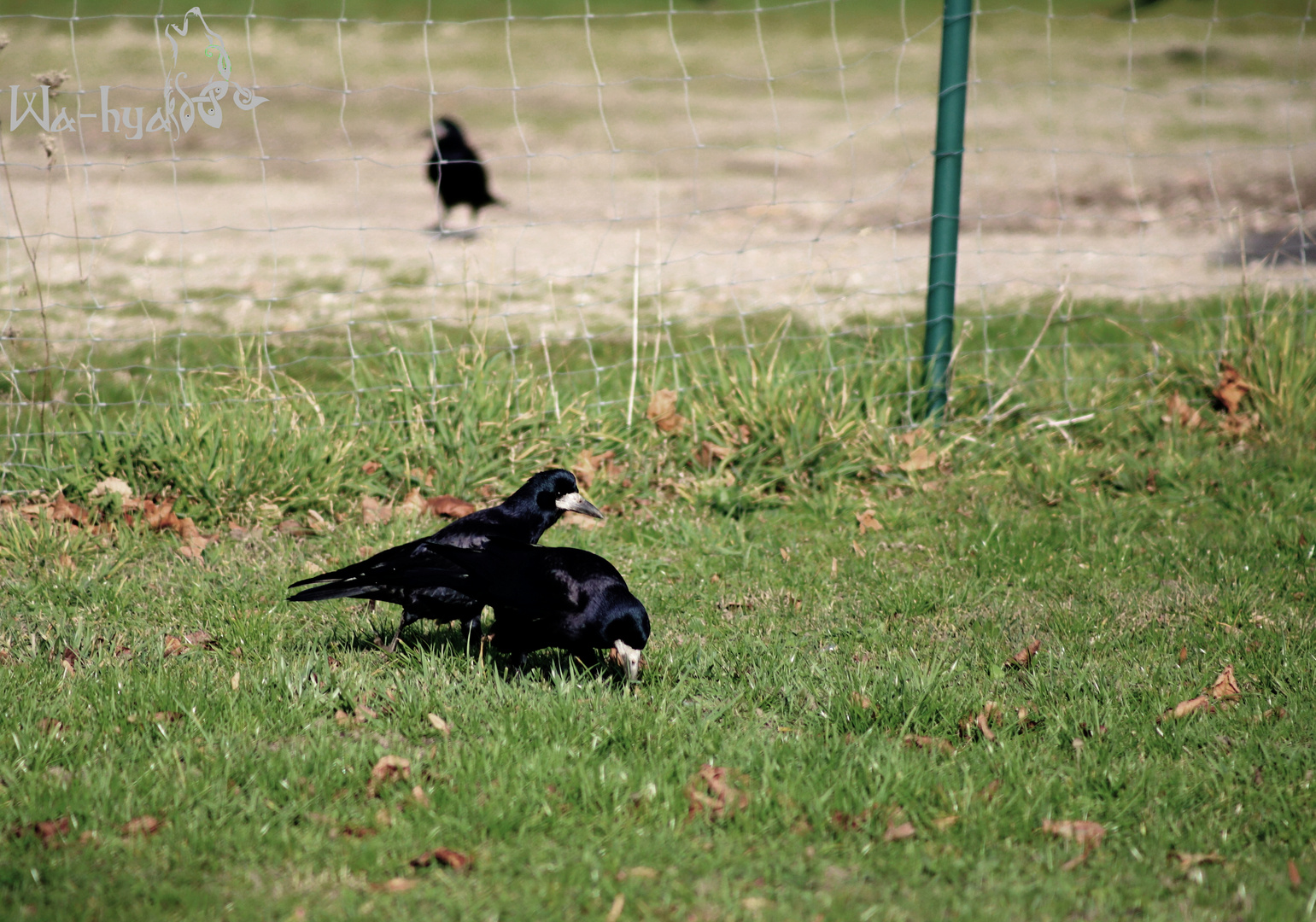 So ein Rabenvogel