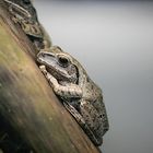 So ein Sauwetter, da kann ich jetzt als Wetterfrosch auch nicht helfen