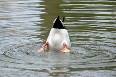 ...so ein sch.... Wetter, da tauch ich lieber ab...