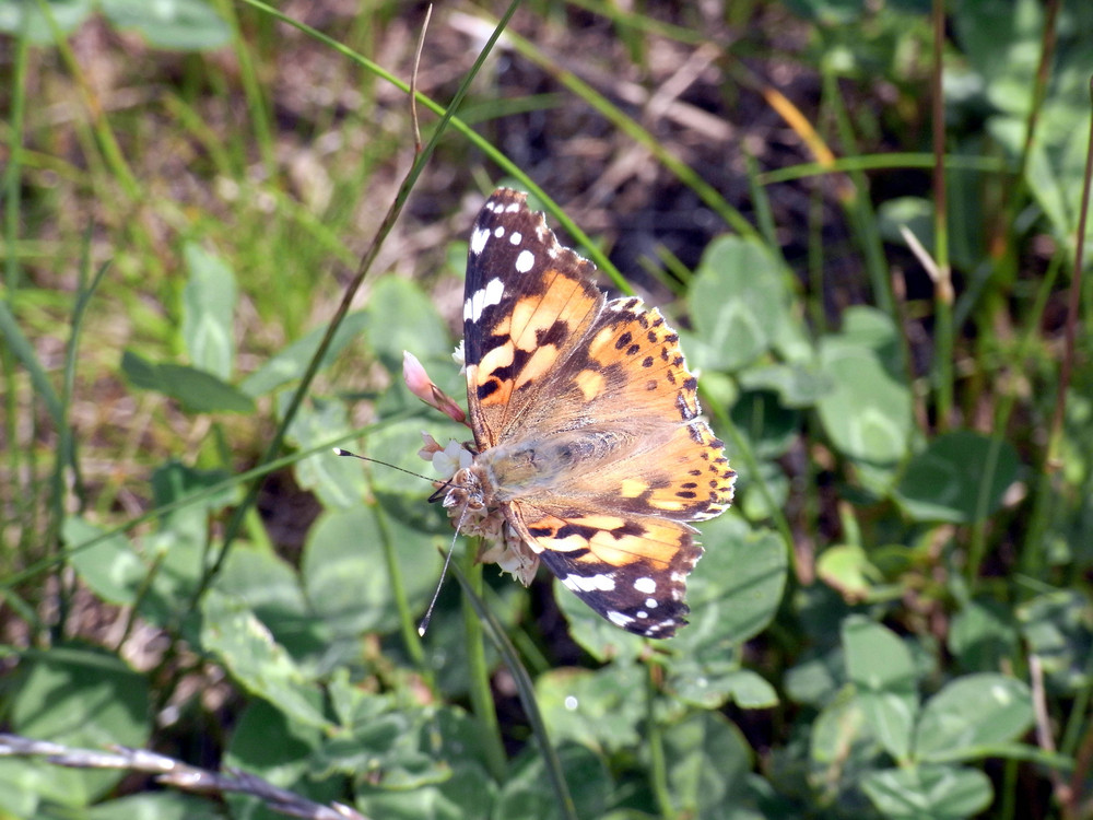 So ein Schmetterling...