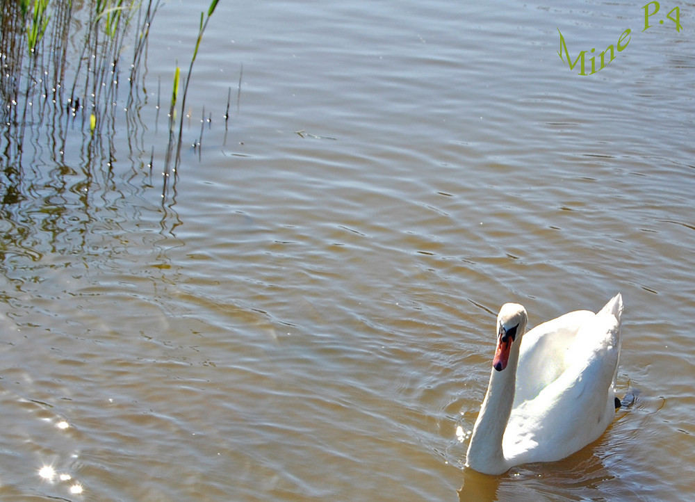 So ein schøner Schwan ganz alleine...