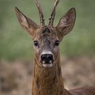 so ein schöner Bock