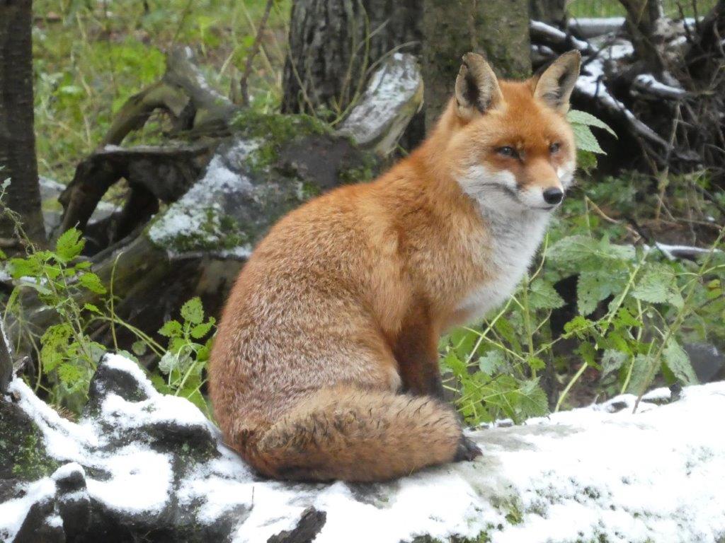 So ein schönes Fell hält den Fuchs warm