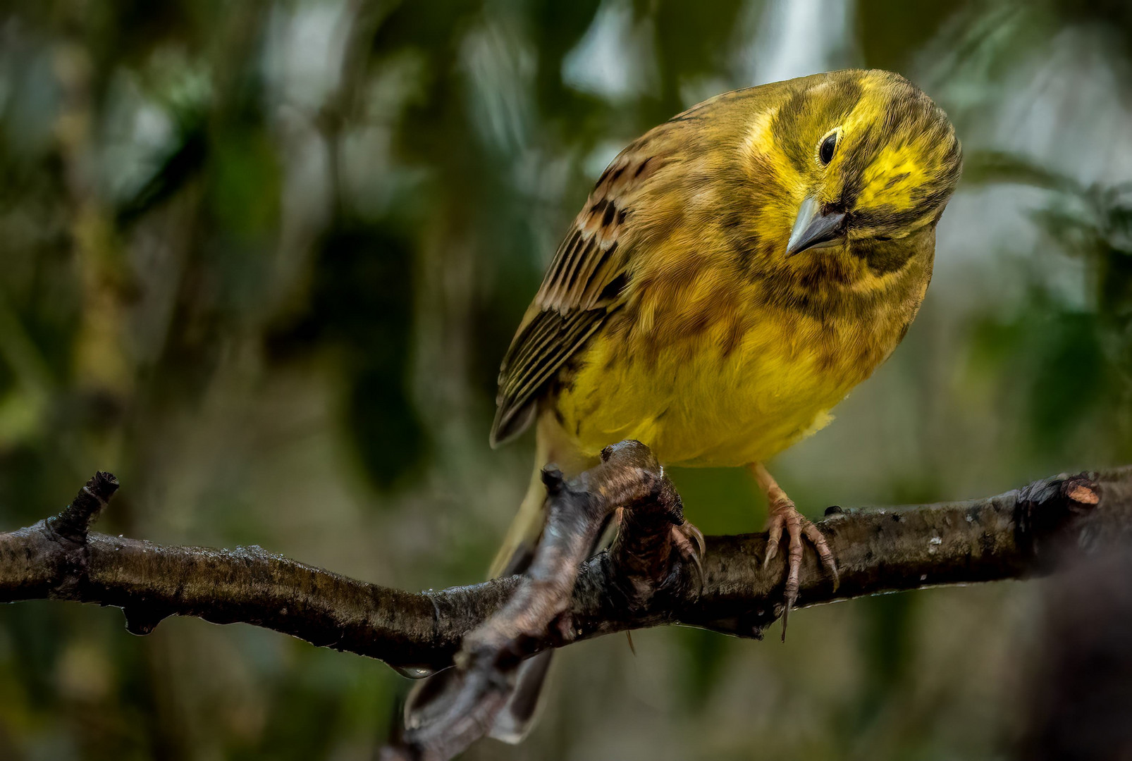 "So ein SCHRÄGER VOGEL"