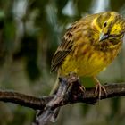 "So ein SCHRÄGER VOGEL"